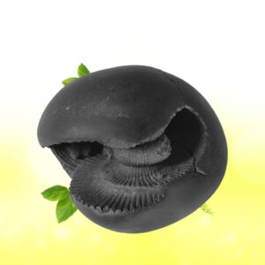 Adbhut Laxmi Hayagriva Shaligram Shila SG100