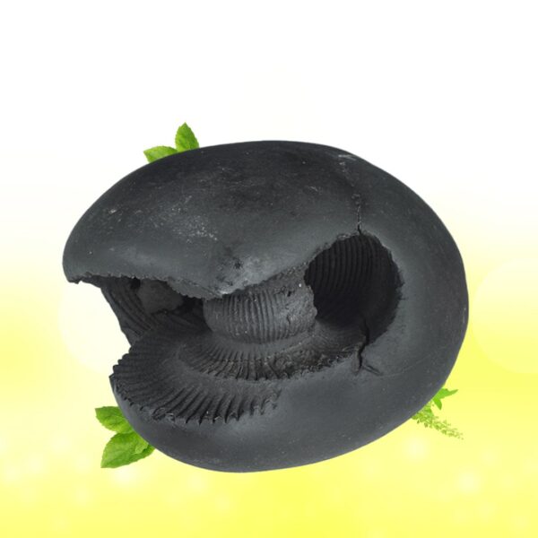 Adbhut Laxmi Hayagriva Shaligram Shila SG100