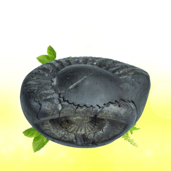 Adbhut Tripura Sundri Shaligram Shila SG101