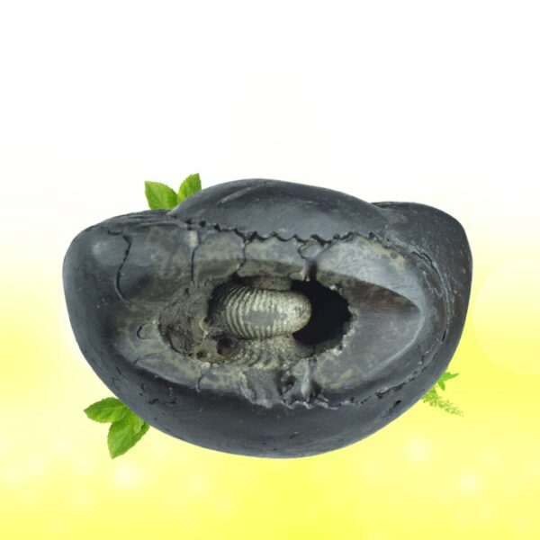 Adbhut Tripura Sundri Shaligram Shila SG101