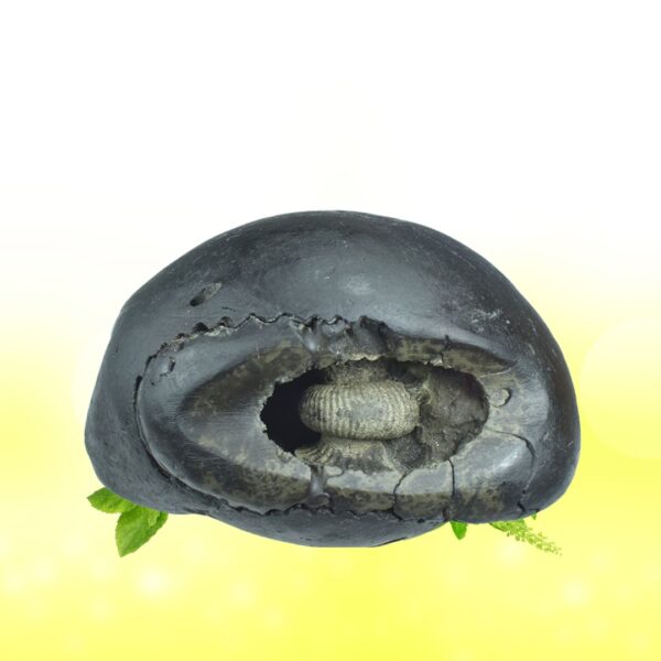 Adbhut Tripura Sundri Shaligram Shila SG101