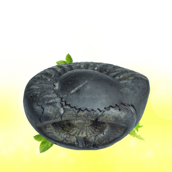 Adbhut Samudra Manthan Sheshnaag Shaligram Shila SG102