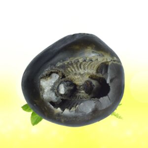 Adwaitya Golden Kamal Laxmi Vaikunth Shaligram Shila SG104