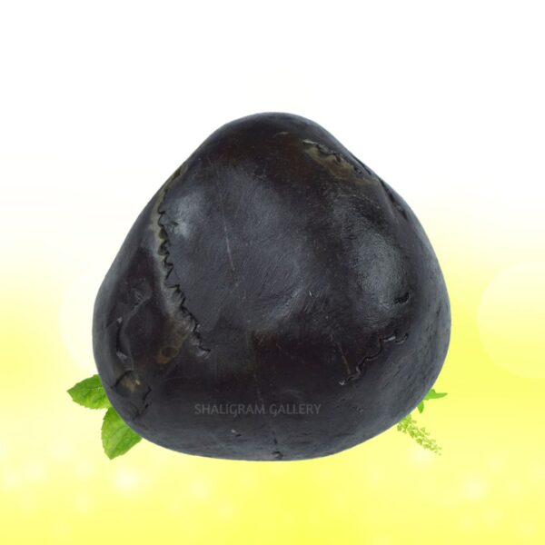 Adwaitya Golden Kamal Laxmi Vaikunth Shaligram Shila SG104