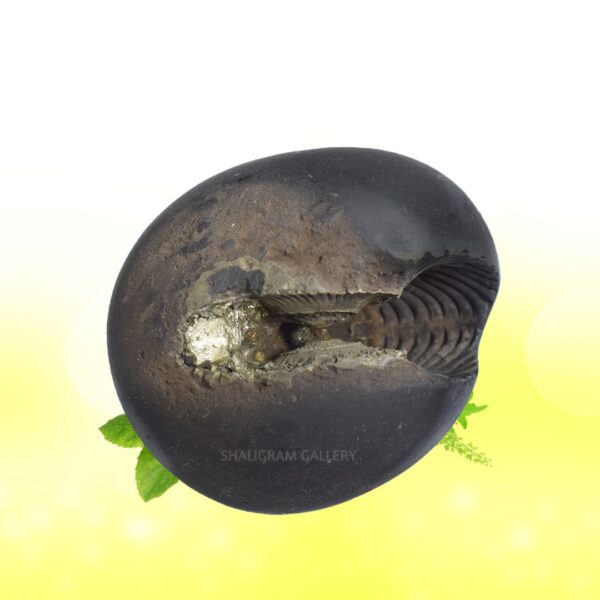 Sacred Golden Kalpatru Laxmi Narayana Shaligram Shila SG105