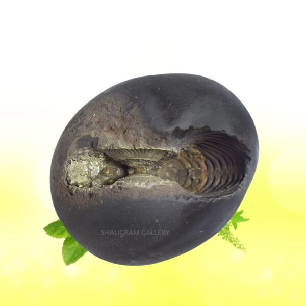 Sacred Golden Kalpatru Laxmi Narayana Shaligram Shila SG105