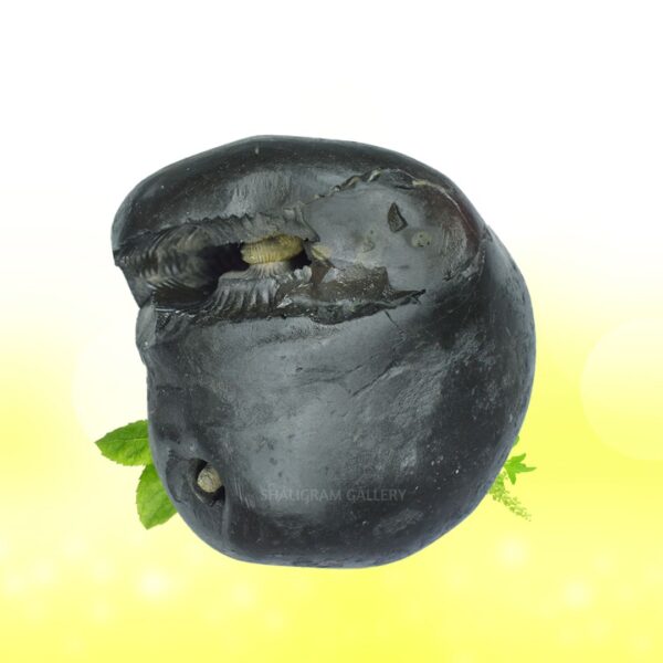 Adbhut Mahalaxmi Narayana Vasudev Shaligram Shila SG107