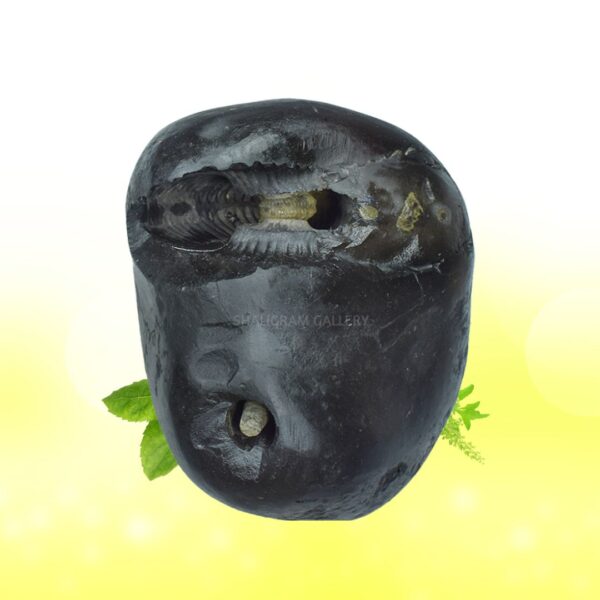 Adbhut Mahalaxmi Narayana Vasudev Shaligram Shila SG107