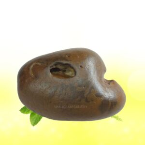 Adbhut Raktavarna Varaha Shaligram Shila SG108