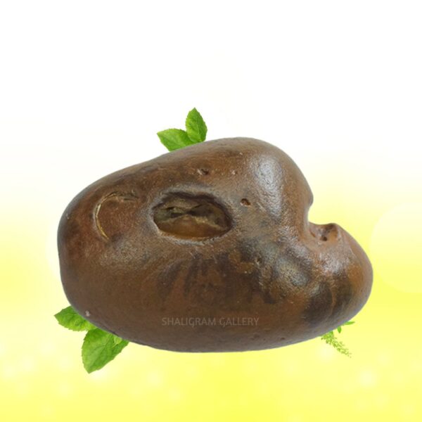 Adbhut Raktavarna Varaha Shaligram Shila SG108