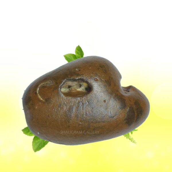 Adbhut Raktavarna Varaha Shaligram Shila SG108