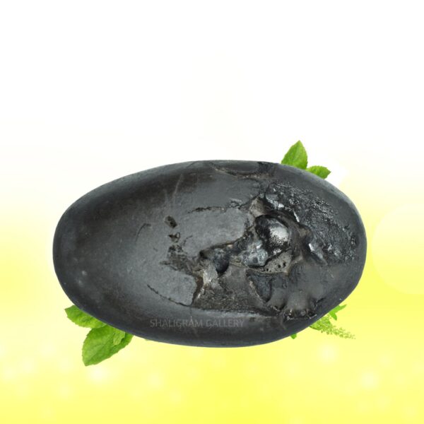 Sacred Maha Bahu Narsimha Shaligram Shila SG109