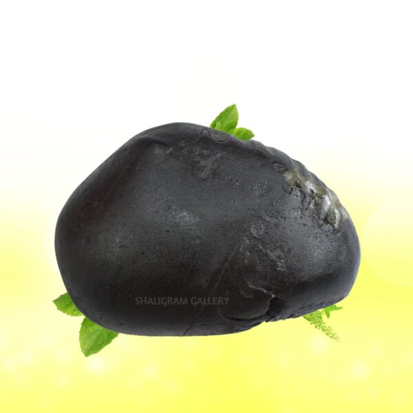 Sacred Maha Bahu Narsimha Shaligram Shila SG109