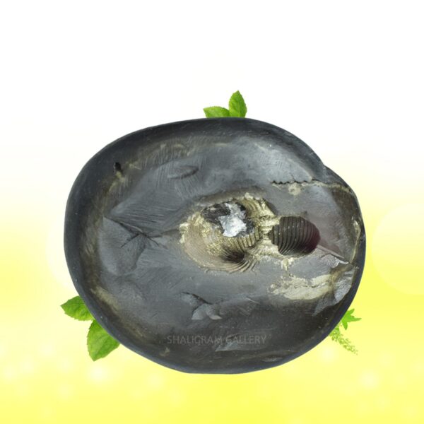 Adbhut Golden Damodar Shaligram Shila SG111