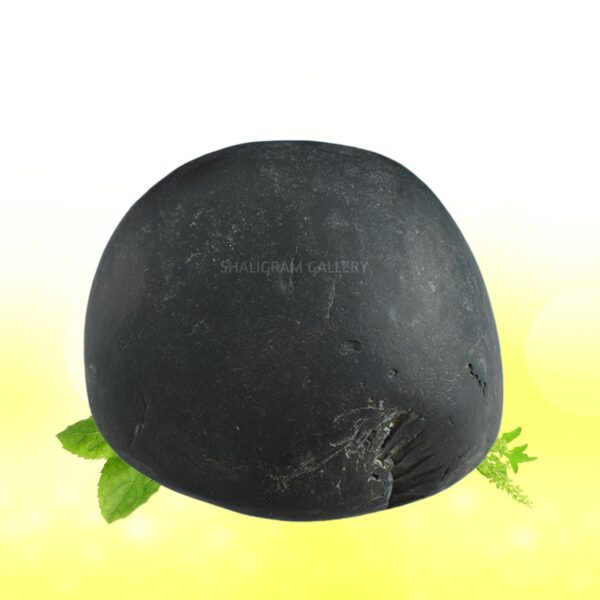 Adbhut Golden Damodar Shaligram Shila SG111