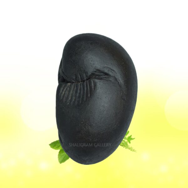 Sacred Krishna Pradyumana Shaligram Shila SG114