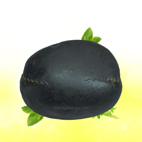 Adbhut Golden Laxmi Narsimha Shaligram Shila SG115