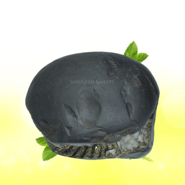 Adbhut Golden Laxmi Narsimha Shaligram Shila SG115