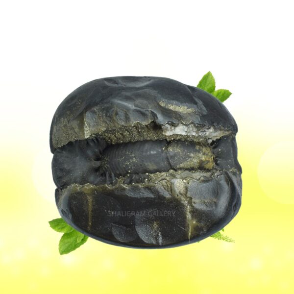 Adbhut Golden Laxmi Narsimha Shaligram Shila SG115