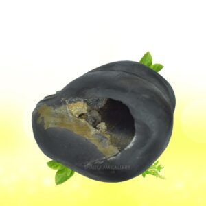 Adbhut Mahalaxmi Narsimha Shaligram Shila SG116