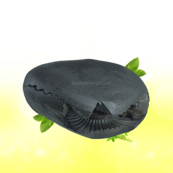 Sacred Mahalaxmi Parshurama Shaligram Shila SG117