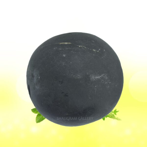 Shree Damodar Shaligram Shila SG134