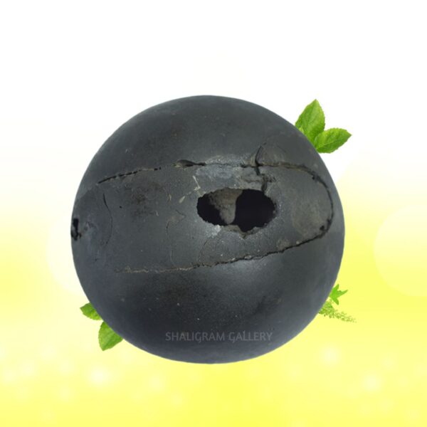 Shree Damodar Shaligram Shila SG134