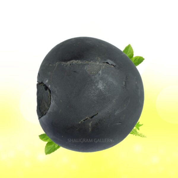 Shree Damodar Shaligram Shila SG134