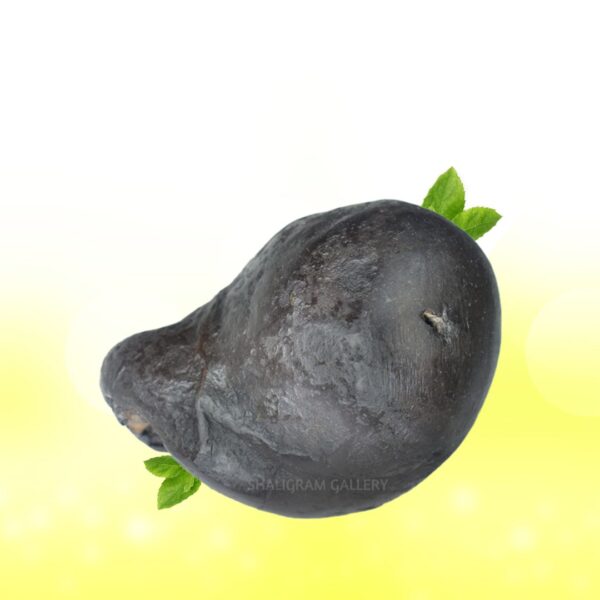 SG146 - Image 3