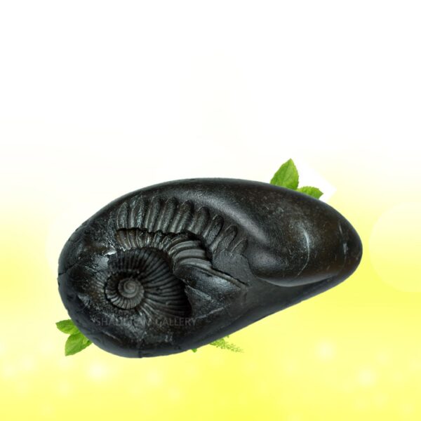 Adbhut Pratyangira Devi Shaligram Shila SG155