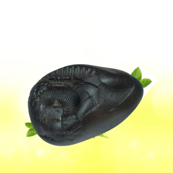 Adbhut Pratyangira Devi Shaligram Shila SG155