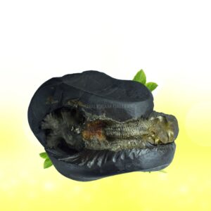 Adhbut Gopal Shaligram Shila SG167