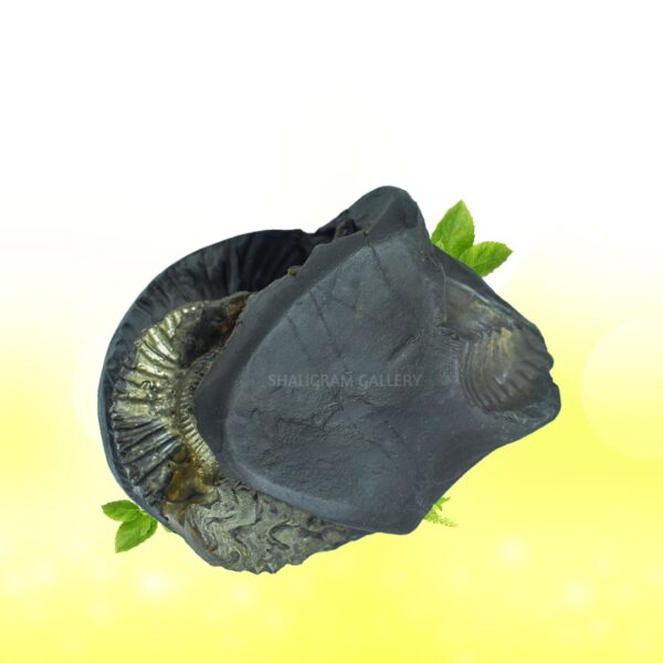 Adhbut Gopal Shaligram Shila SG167