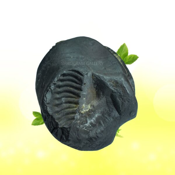 Adhbut Gopal Shaligram Shila SG167