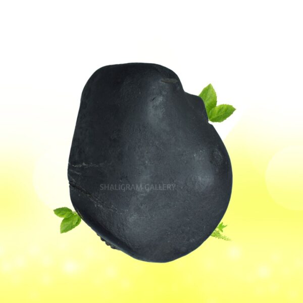 Adhbut Gopal Shaligram Shila SG167