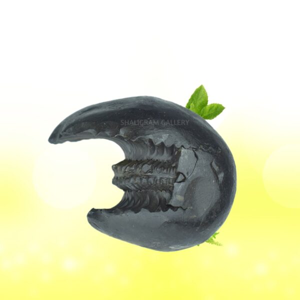 SG171 - Image 2