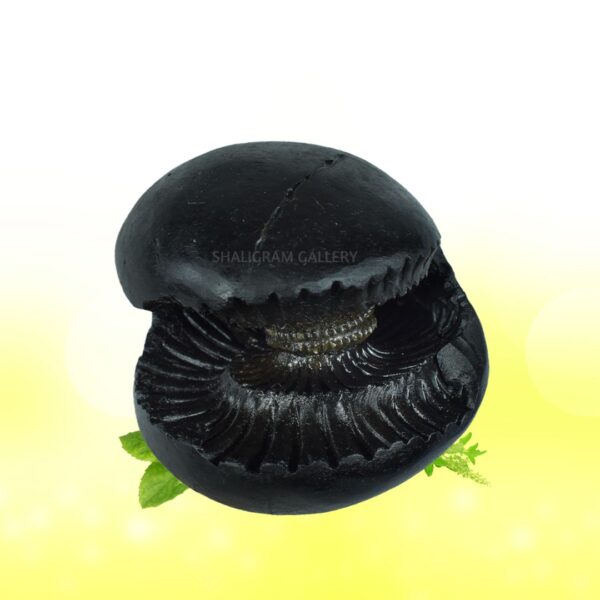 Hayagriva Shaligram SG49