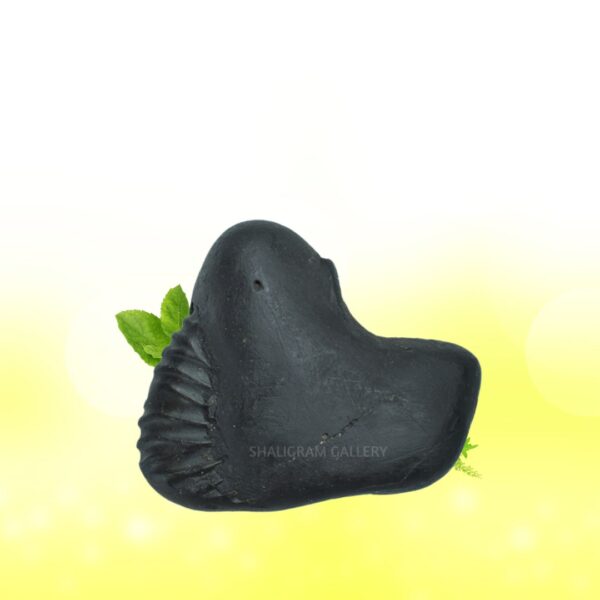 Laxmi Vaikunth Shaligram SG67