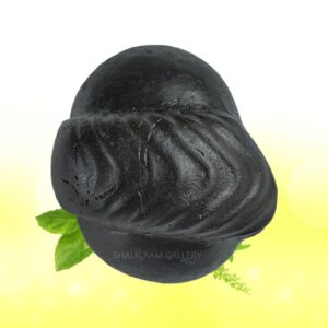 Adwaitya Golden Laxmi Ugra Narsimha Shaligram Shila SG77