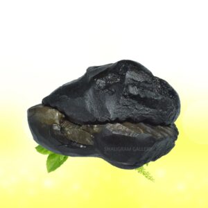 Auspicious Radha Krishna Shaligram Shila SG79