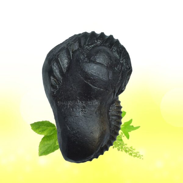 Auspicious Radha Krishna Shaligram Shila SG79