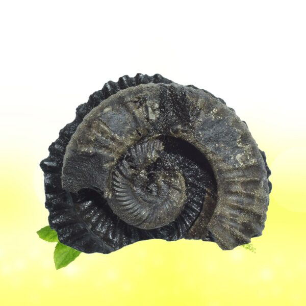 Auspicious Surya Laxmi Kamal Narayana Shaligram Shila SG83