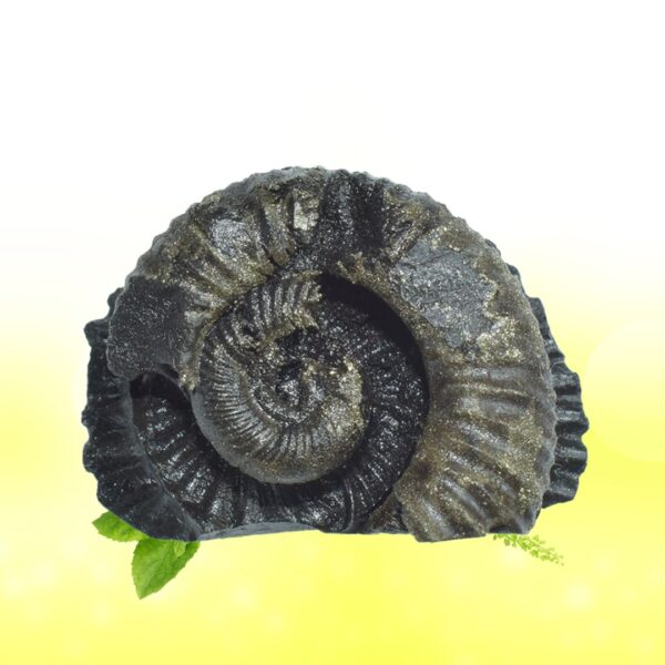Auspicious Surya Laxmi Kamal Narayana Shaligram Shila SG83