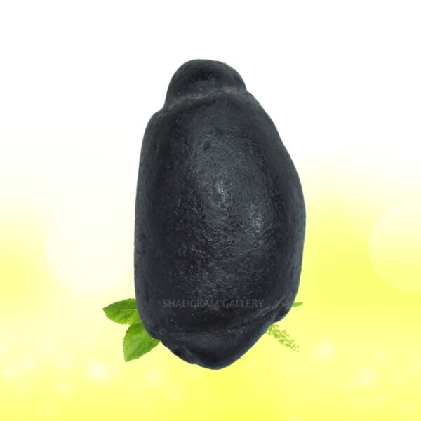 Adwaitya Acharaya Harihara Gadadhari Shaligram Shila SG84