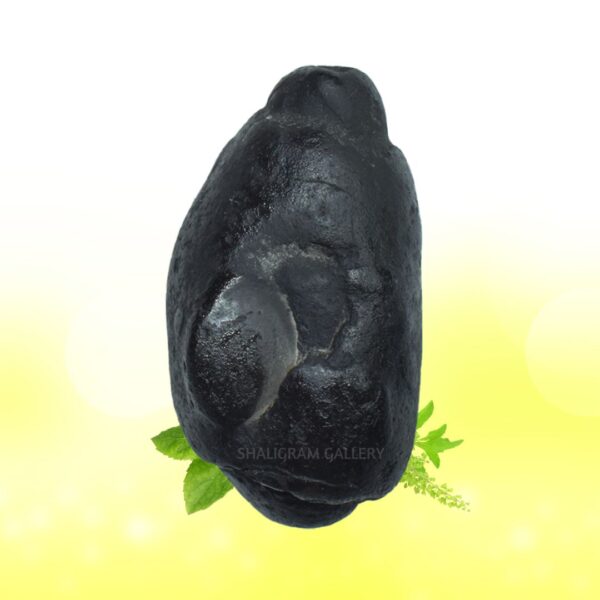 Adwaitya Acharaya Harihara Gadadhari Shaligram Shila SG84