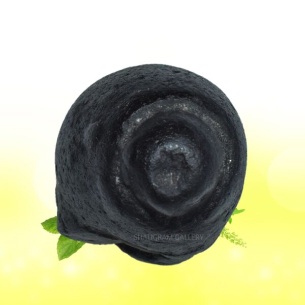 Adwaitya Acharaya Harihara Gadadhari Shaligram Shila SG84