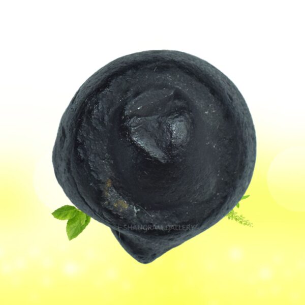 Adwaitya Acharaya Harihara Gadadhari Shaligram Shila SG84 - Image 2