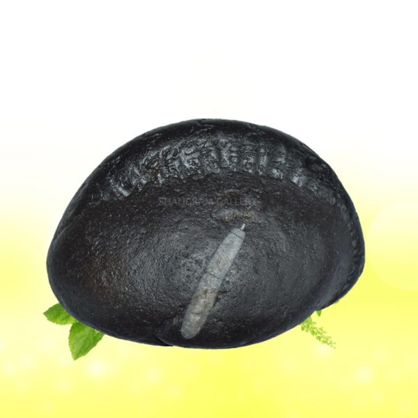 Adwaitya Maha Balram Yashoda Govind Shaligram Shila SG87