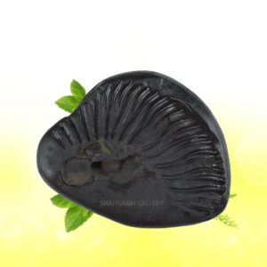 Adbhut Kamal Narayana Surya Shaligram Shila SG90