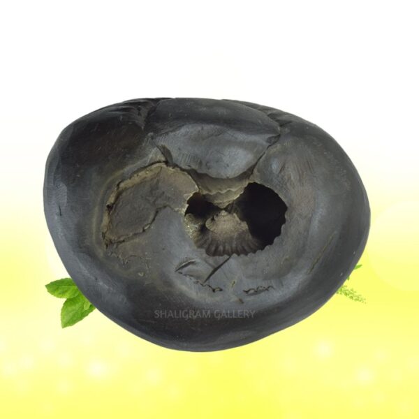 Adbhut Kalpatru Mahalaxmi Narayana Shaligram Shila SG94